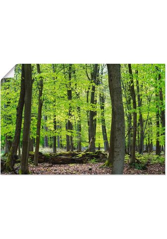 Artland Paveikslas Laubwald im Frühjahr Wald (...