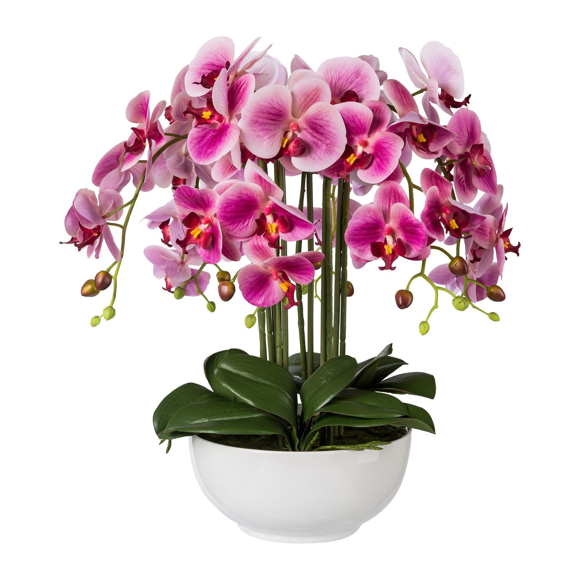 Kunstorchidee Kunstpflanze Orchidee Phalenopsis 54 cm, weiß in Keramik-Schale Orchidee, Creativ green, Höhe 54 cm. Reduzierter Preis € 119,50. Unverbindliche Preisempfehlung € 129,99