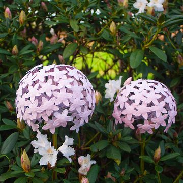 Paulslandhaus Gartenstecker Pflanzstecker Allium Rosa Metall Beet u. Gartenstecker