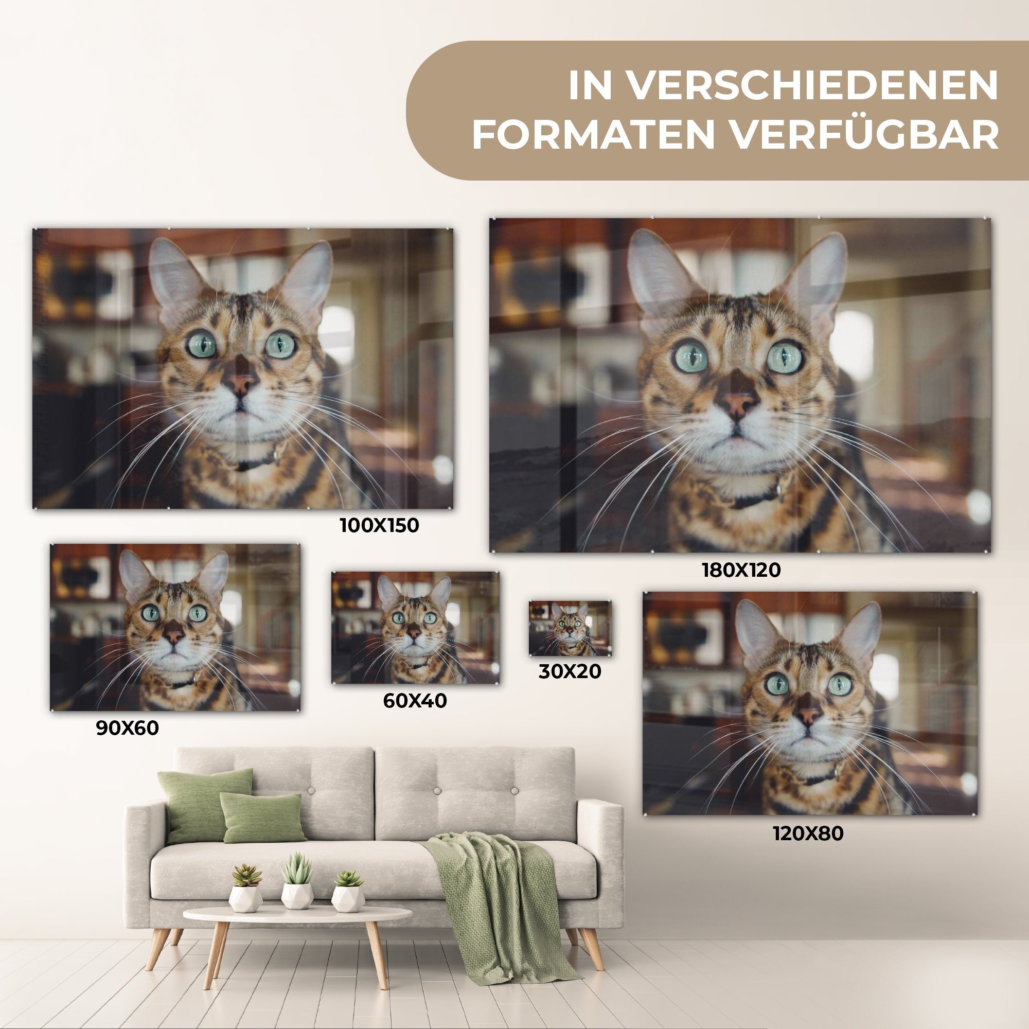 MuchoWow Acrylglasbild Katze - Porträt, St), - Schlafzimmer Schnurrhaare Acrylglasbilder Wohnzimmer (1 &
