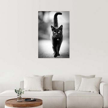 Posterlounge Wandfolie Silvio Schoisswohl, Elegante schwarze Katze, Wohnzimmer Fotografie