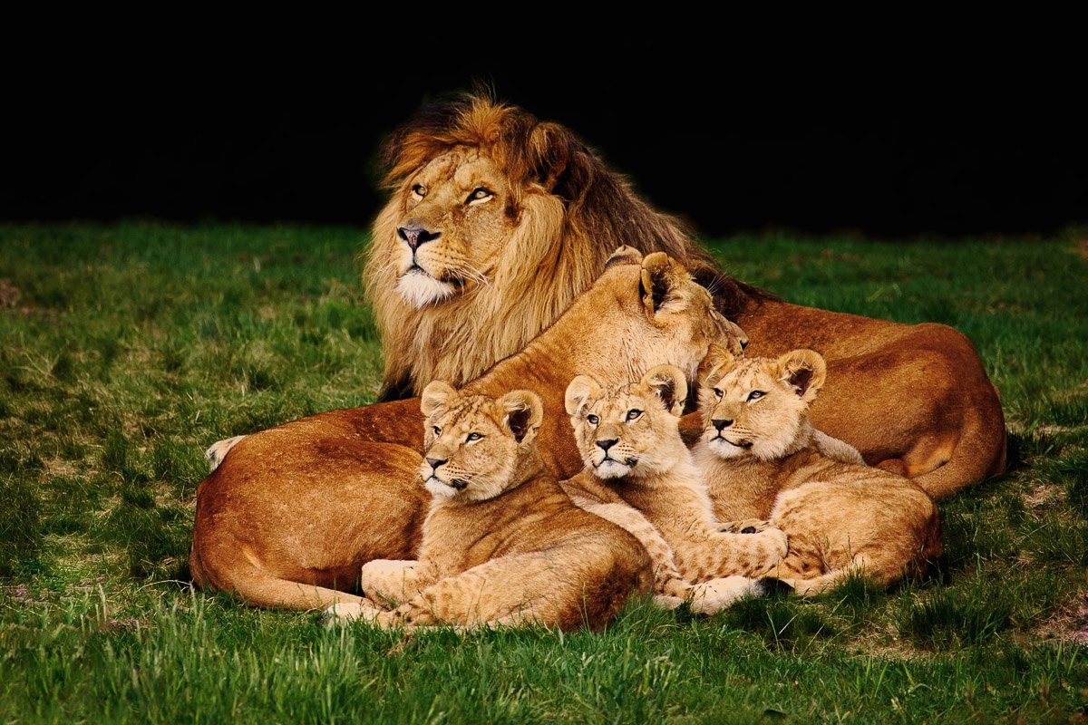 Papermoon Fototapete Löwenfamilie