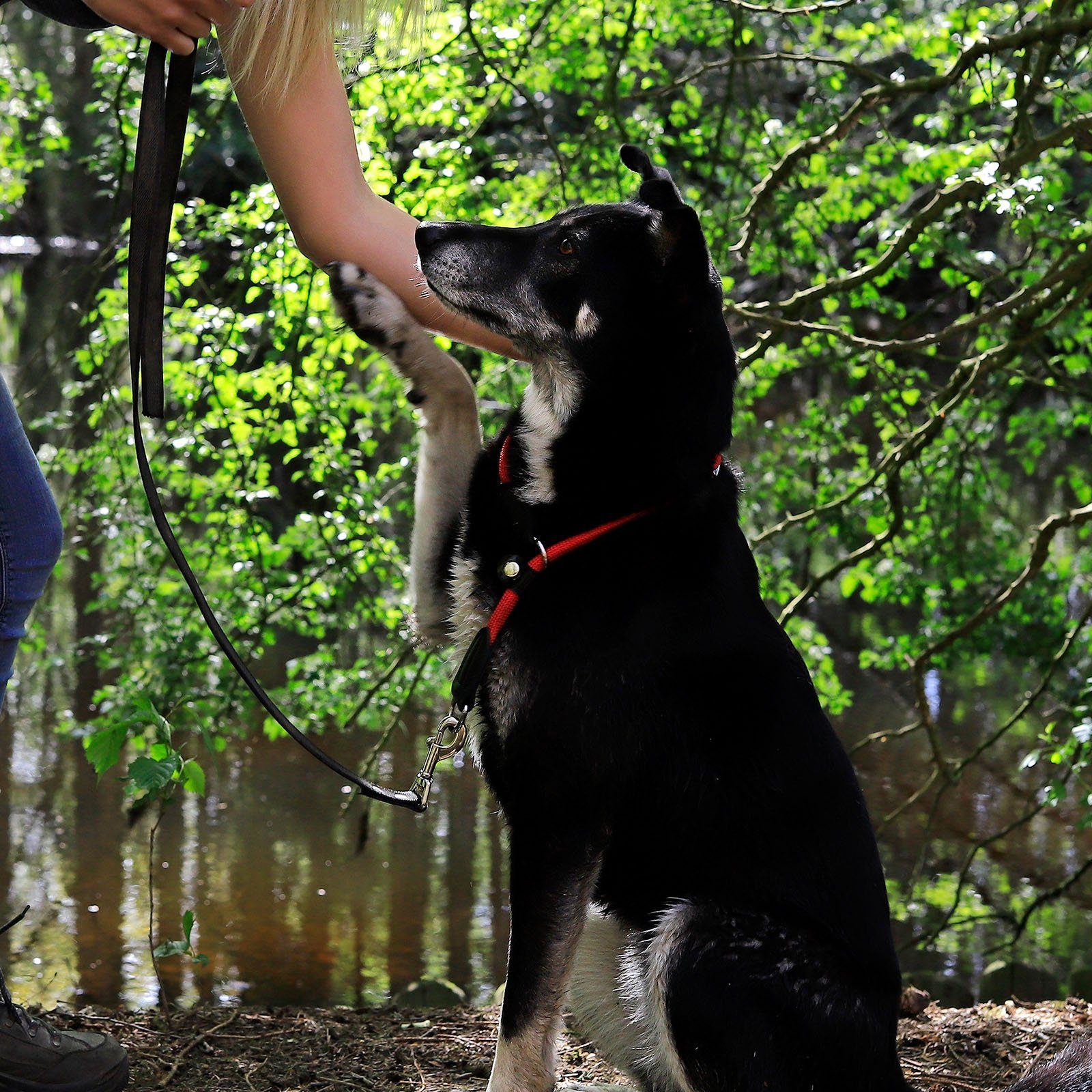 lionto Hunde-Halsband mit Zugstopp, Retrieverhalsband, Nylon, verstellbar & leicht mit Stoppring