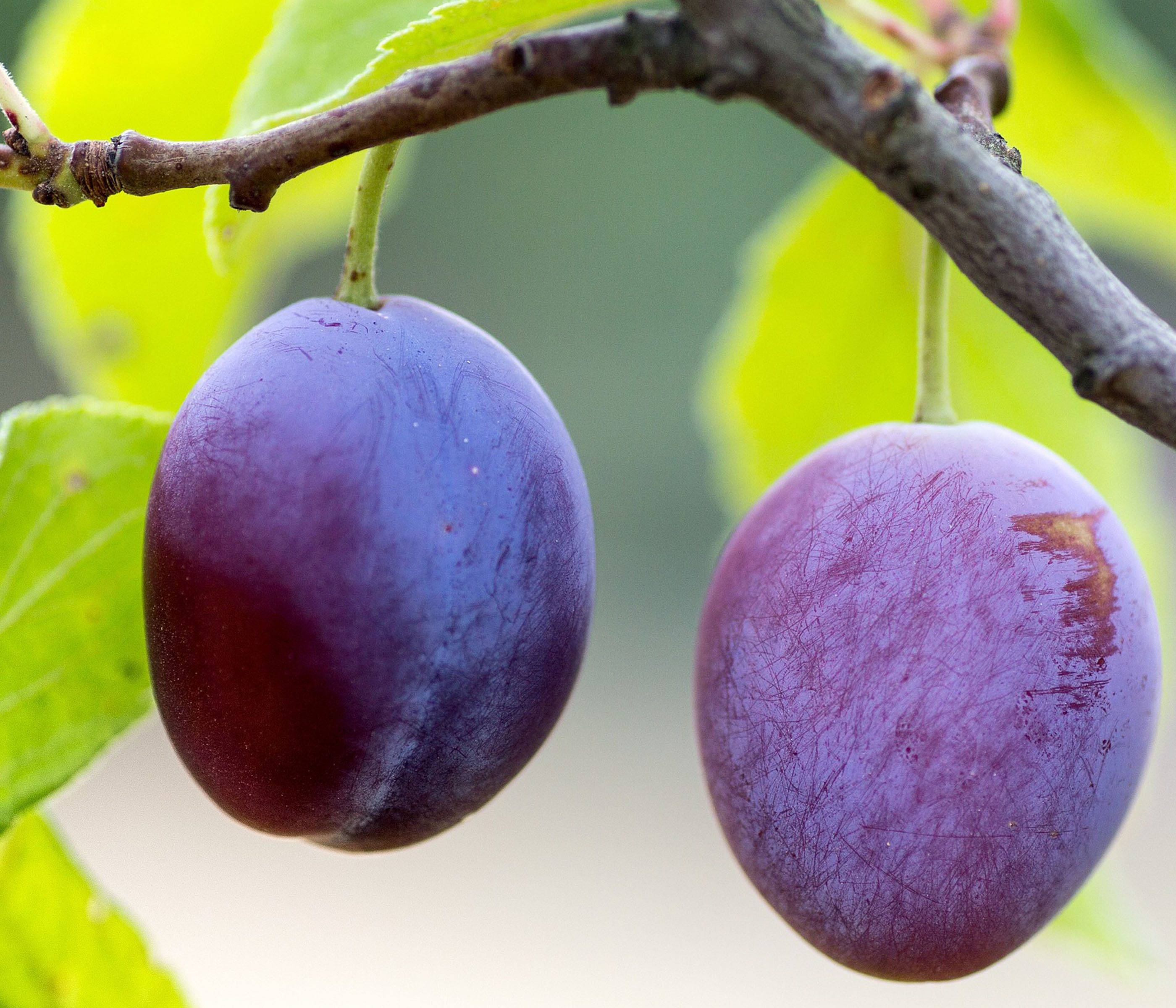 Dehner Pflaumenbaum Zwetschge Presenta, Prunus domestica, große feste Früchte, besonders robuster Obstbaum, spät reifende Früchte