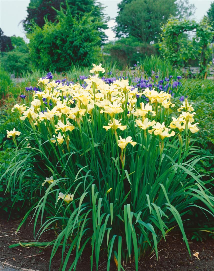 Pflanzen für Dich Staude Iris sibirica Butter and Sugar, 1 St., Sibirische Schwertlilie