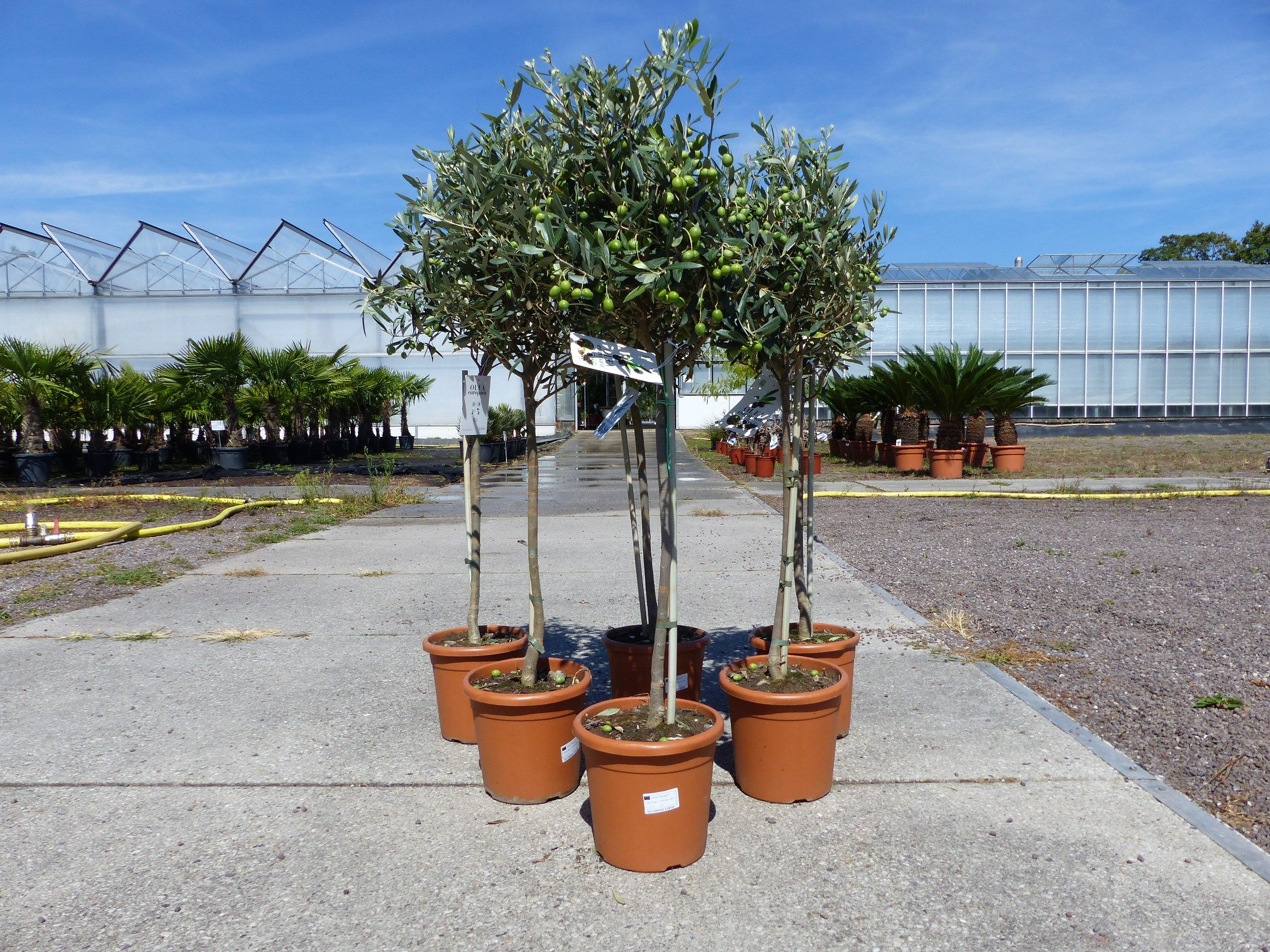 gruenwaren jakubik Olivenbaum Olivenbaum Stamm Olive 80 - 100 cm hoch, beste Qualität, Olea Europaea – Bild 5 von 5