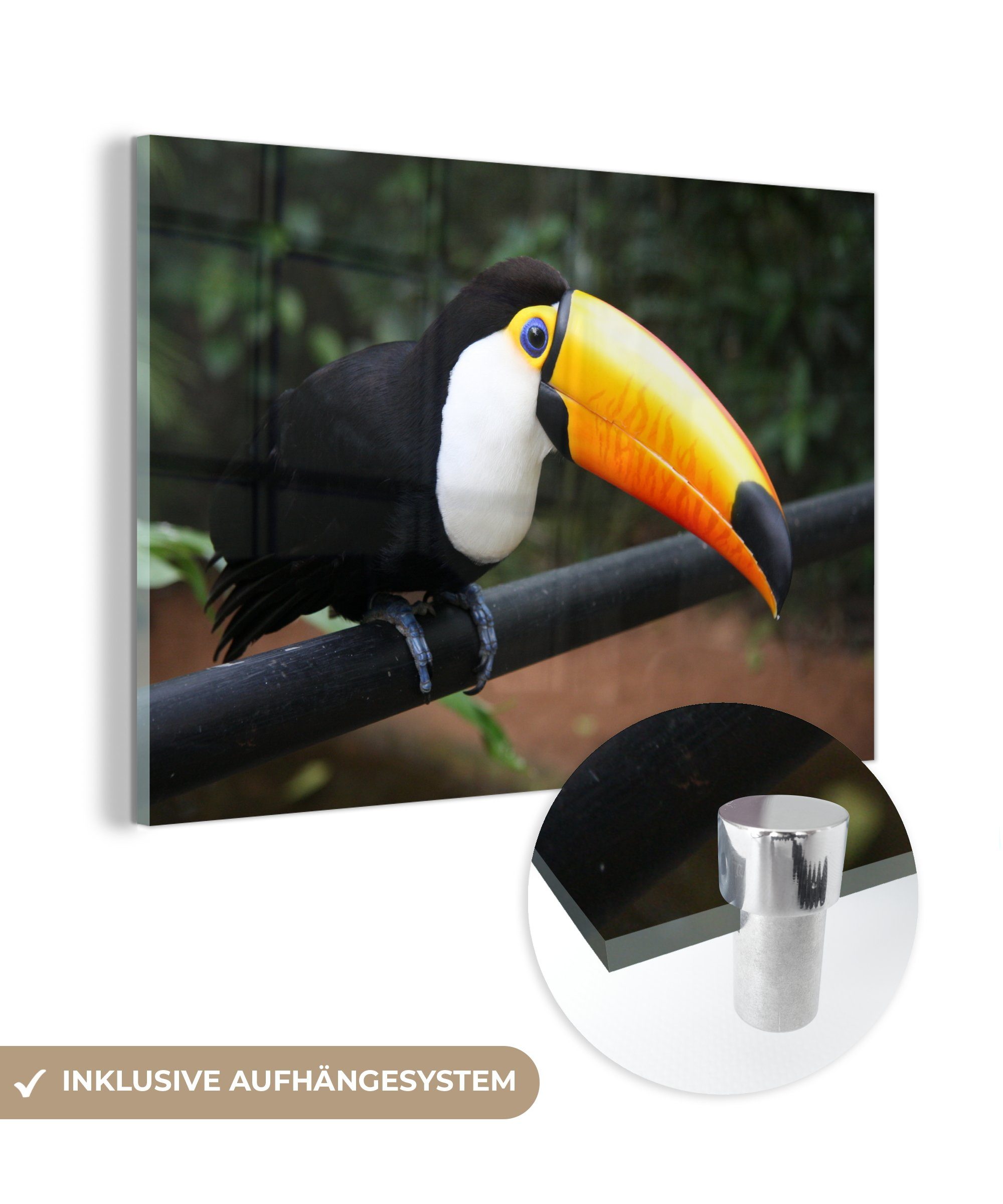 MuchoWow Acrylglasbild Tukan auf einem schwarzen Zweig in Brasilien, (1 St), Acrylglasbilder Wohnzimmer & Schlafzimmer