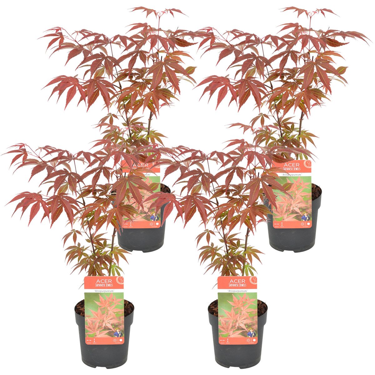 Bloomique Zierstrauch Bloomique - 4er Set - Acer Atropurpureum - Japanischer Ahorn - Winterh, 4 St.