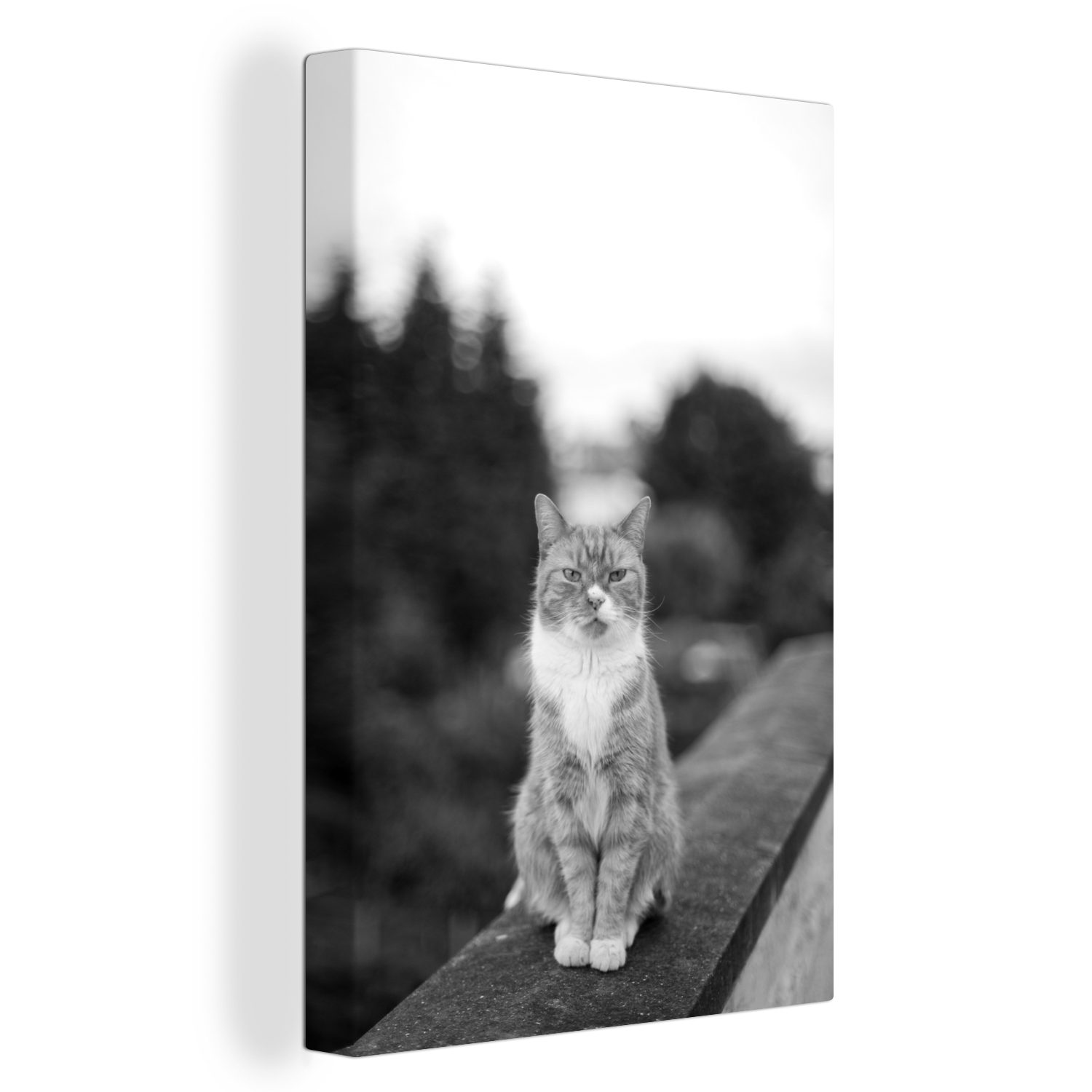 Leinwandbild Wald - Zackenaufhänger, inkl. cm OneMillionCanvasses® - Kinder Leinwandbild - fertig - bunt Katze Mädchen Gemälde, St), bespannt - Balkon Kinder, (1 20x30 - Jungen