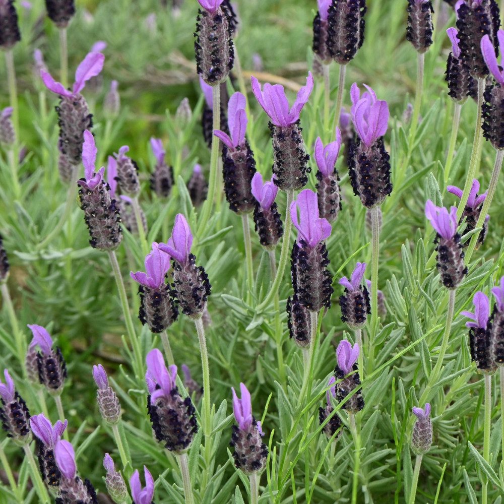 NatureNest Kübelpflanzen Französischer Lavendel violett im Ziertopf Old Look Set 2 Pflanzen