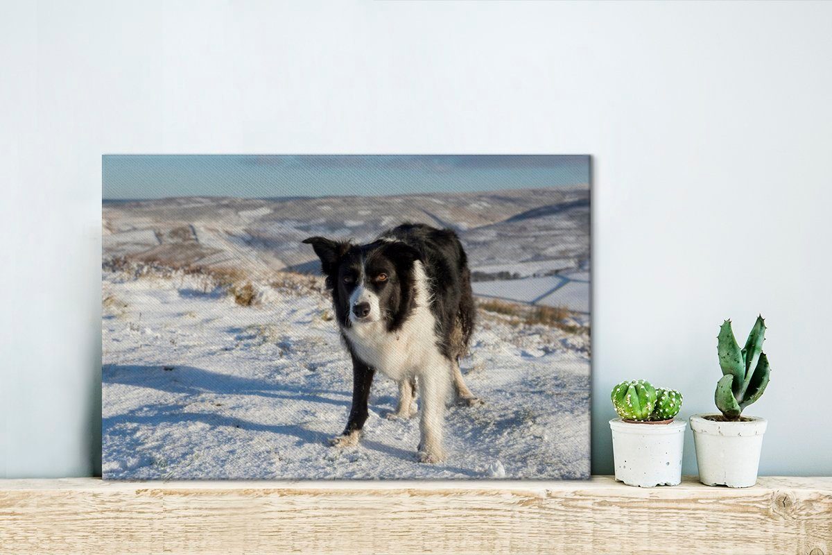 OneMillionCanvasses® Leinwandbild Ein Border Collie Aufhängefertig, Schneehügeln, den (1 Wanddeko, Wandbild in St), cm 30x20 Leinwandbilder
