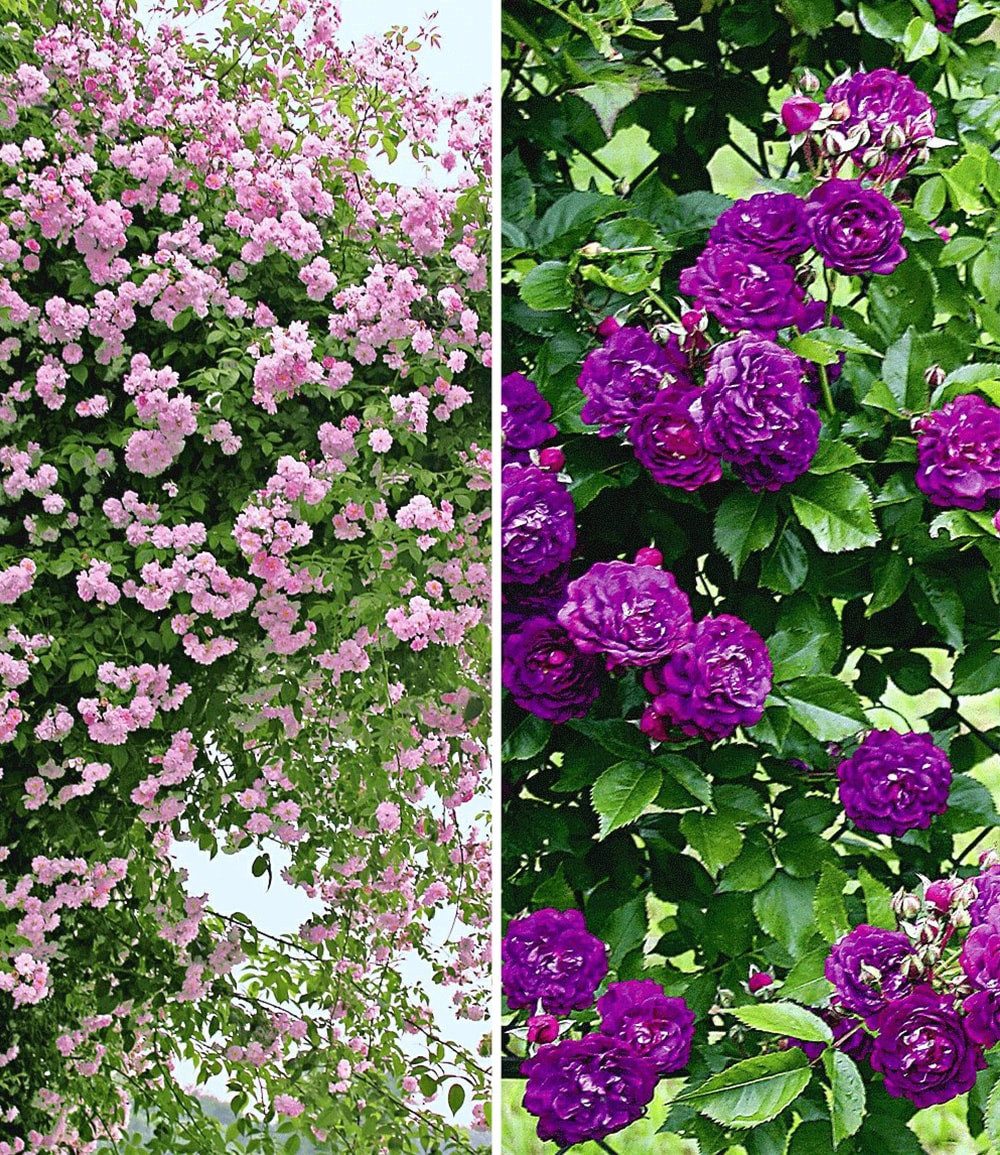 BALDUR Garten Rose Rambler-Rosen-Kollektion blau und rosa, 2 St., Schnellwachsend,winterhart,duftend, pflegeleicht