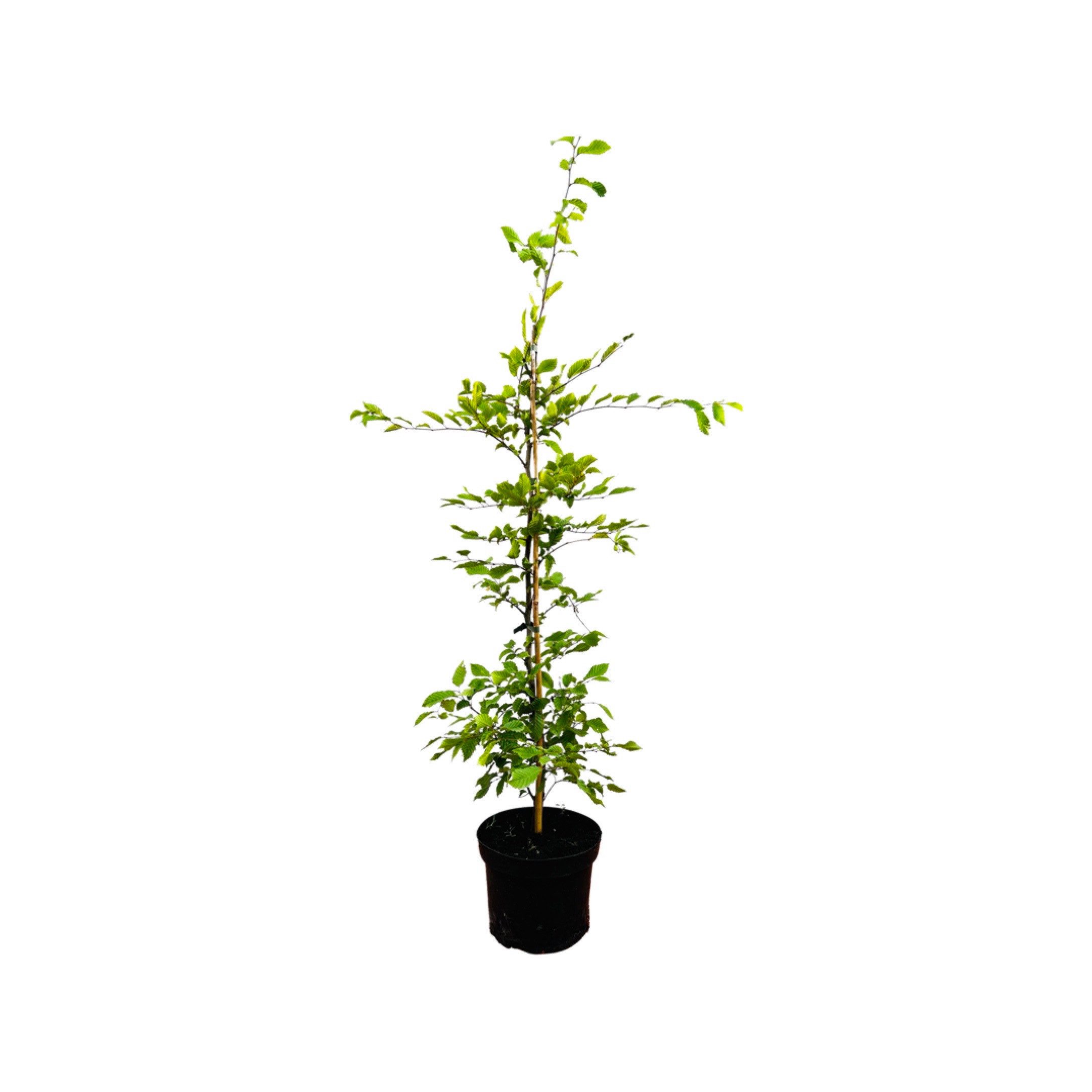 Pflanzen für Dich Baum Carpinus betulus, 1 St., Hainbuche, Weißbuche, dicht verzweigt, schnittverträglich