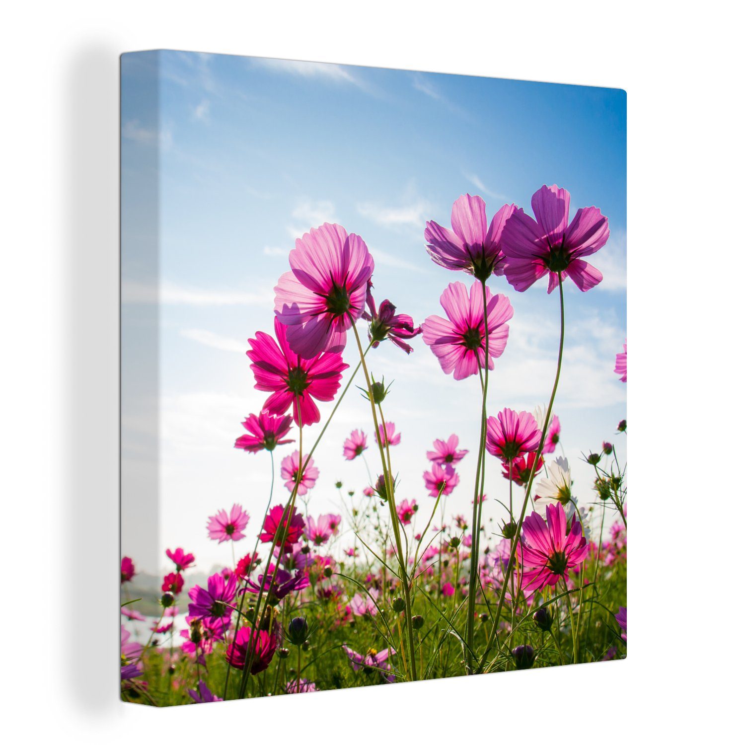 OneMillionCanvasses® Leinwandbild Blumen - Rosa - Cosmea, (1 St), Leinwand Bilder für Wohnzimmer Schlafzimmer