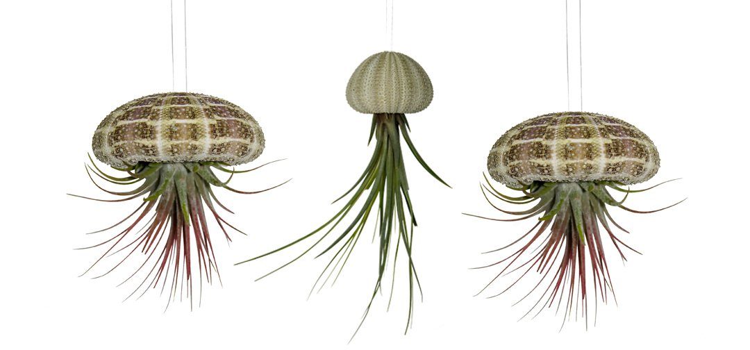 Hängedekoration 3er Set Seeigelgehäuse mit echter Tillandsia