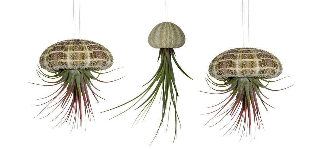 meinvipshop Hängedekoration 3er Set Seeigelgehäuse mit echter Tillandsia (Set, 3 St., 3er Set) | Dekohänger