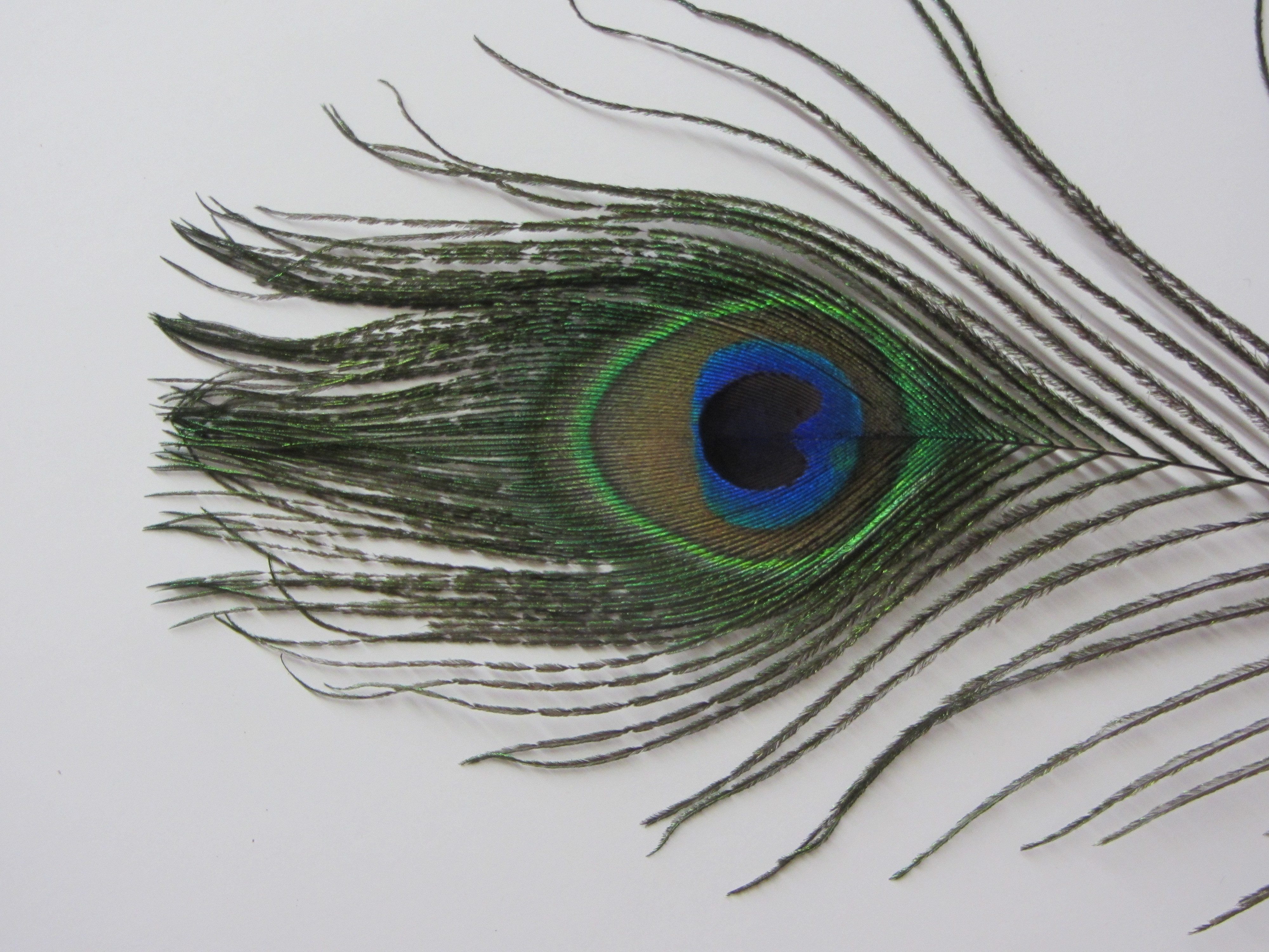 Trockenblume Echte Pfauenfedern 5er Set 30cm Länge, meinvipshop günstig online kaufen