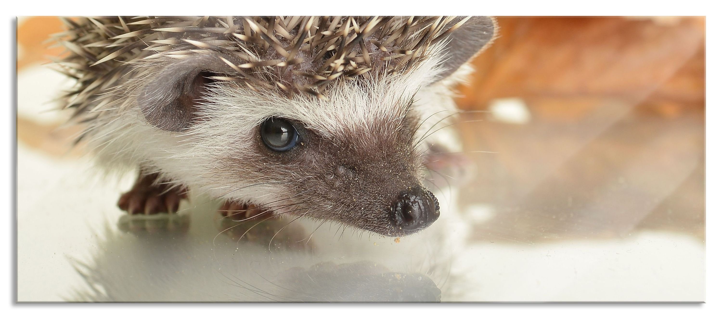 Pixxprint Glasbild Süßer Igel, Süßer Igel (1 St), Glasbild aus Echtglas, inkl. Aufhängungen und Abstandshalter