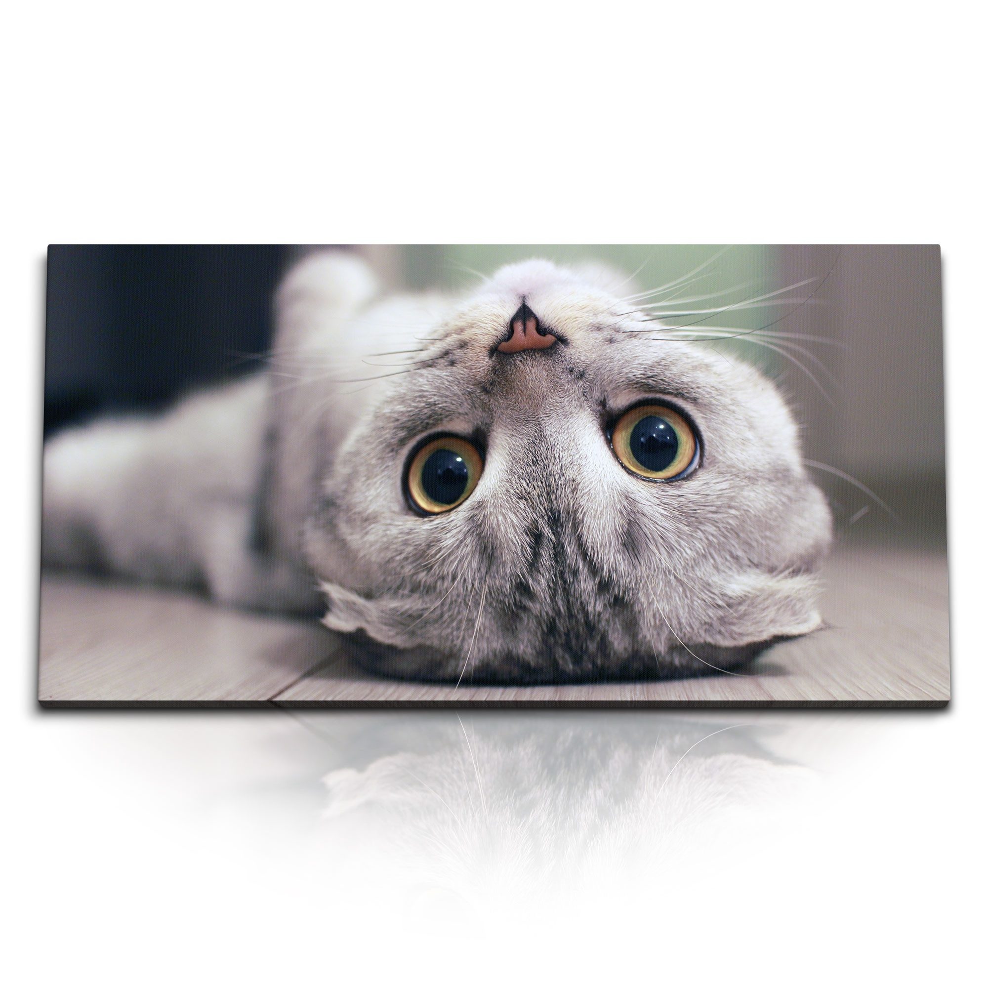 Leinwandbild Kunstdruck Bilder 120x60cm Kleine Hauskatze Britisch Kurzhaar Katze Ka