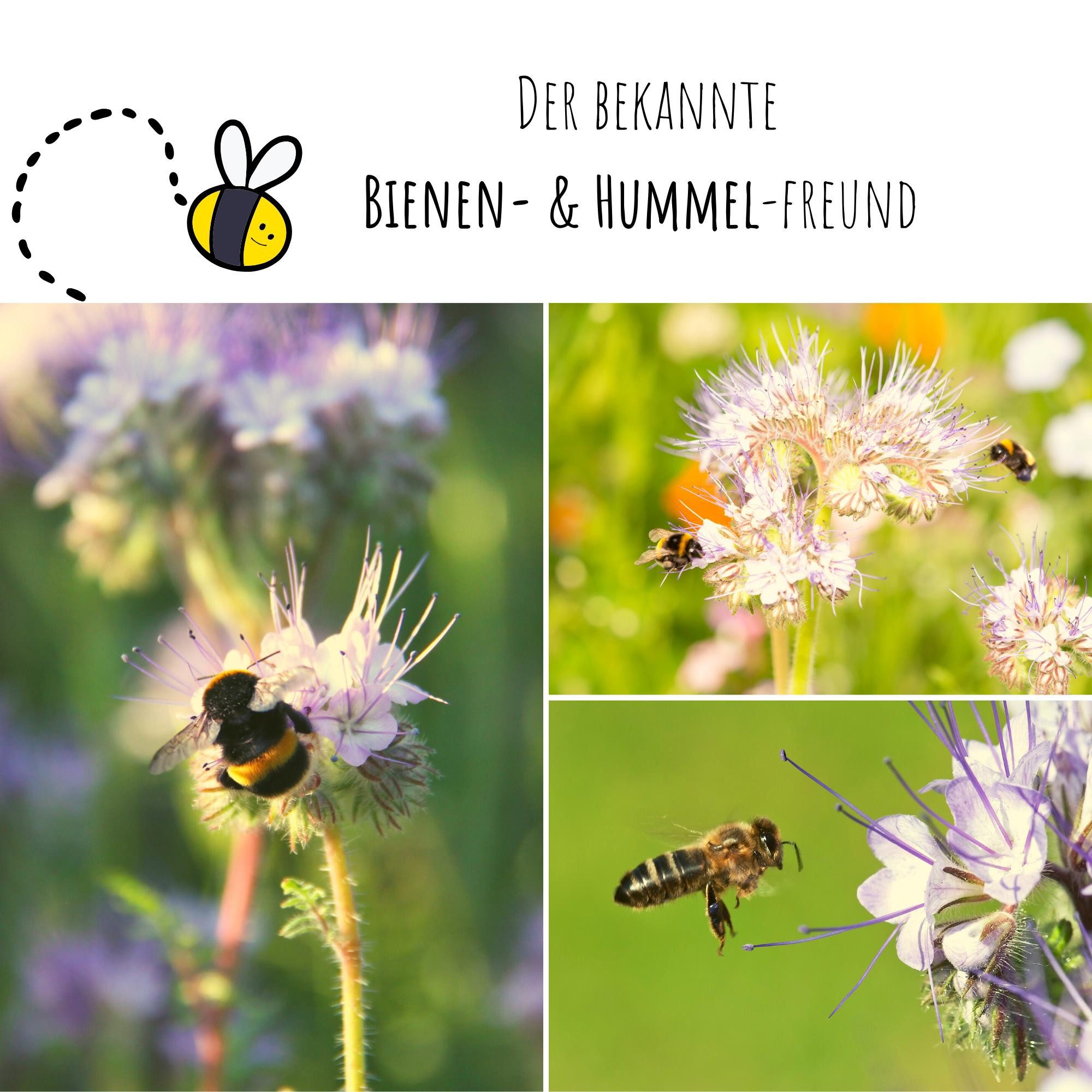 HappySeed Blumensamen Phacelia Samen Bienenfreund - günstig online kaufen