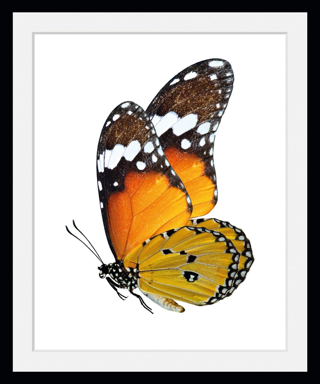 queence Bild Mario, Schmetterlinge (1 St)