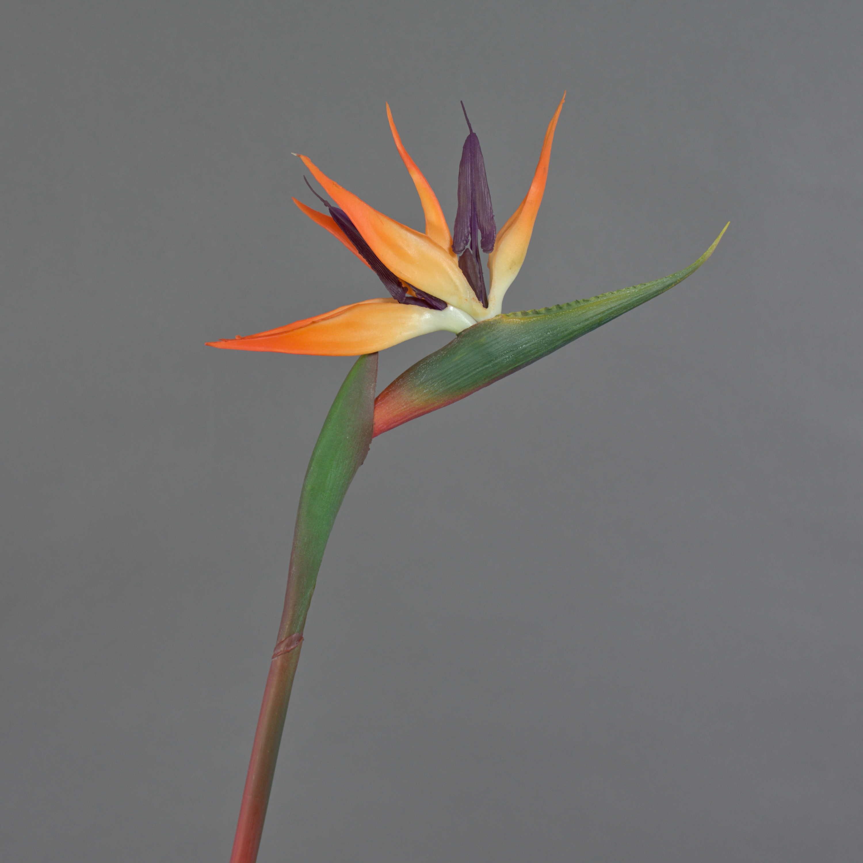 Kunstblume Dekoblume Strelitzie DONGLIN, orange-violett, 85 cm Strelitzie, artplants, Höhe 85.0 cm