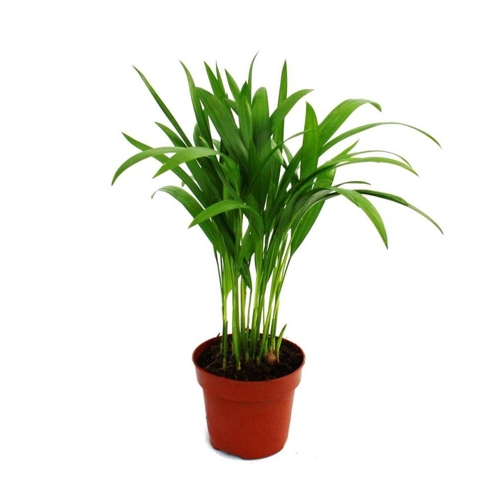 Exotenherz Zimmerpflanze Areca - Chrysalidocarpus lutescens - Goldfruchtpalme im 12cm Topf