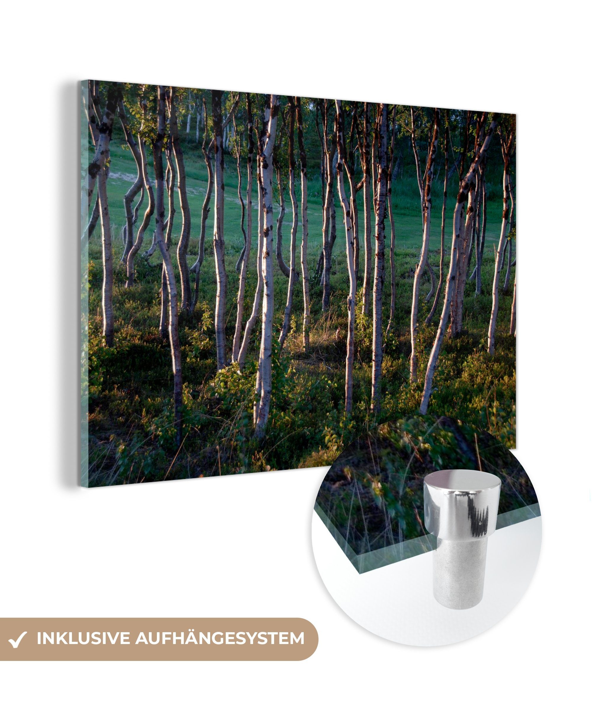 Birkenwald im Acrylglasbilder St), Wohnzimmer MuchoWow Schlafzimmer Schweden, Abisko-Nationalpark (1 in Acrylglasbild &