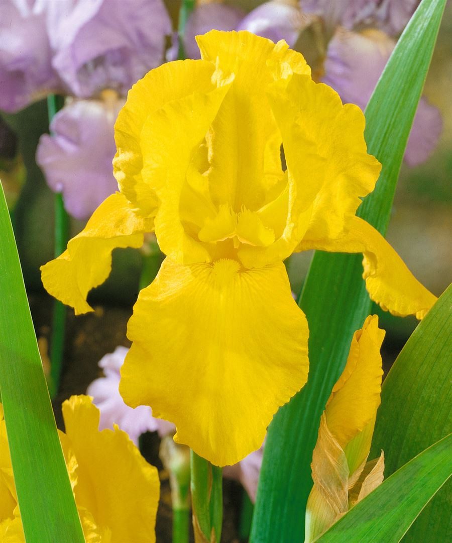 Pflanzen für Dich Staude Iris barb. Granada Gold, 1 St., Bart-Iris, Schwertlilie