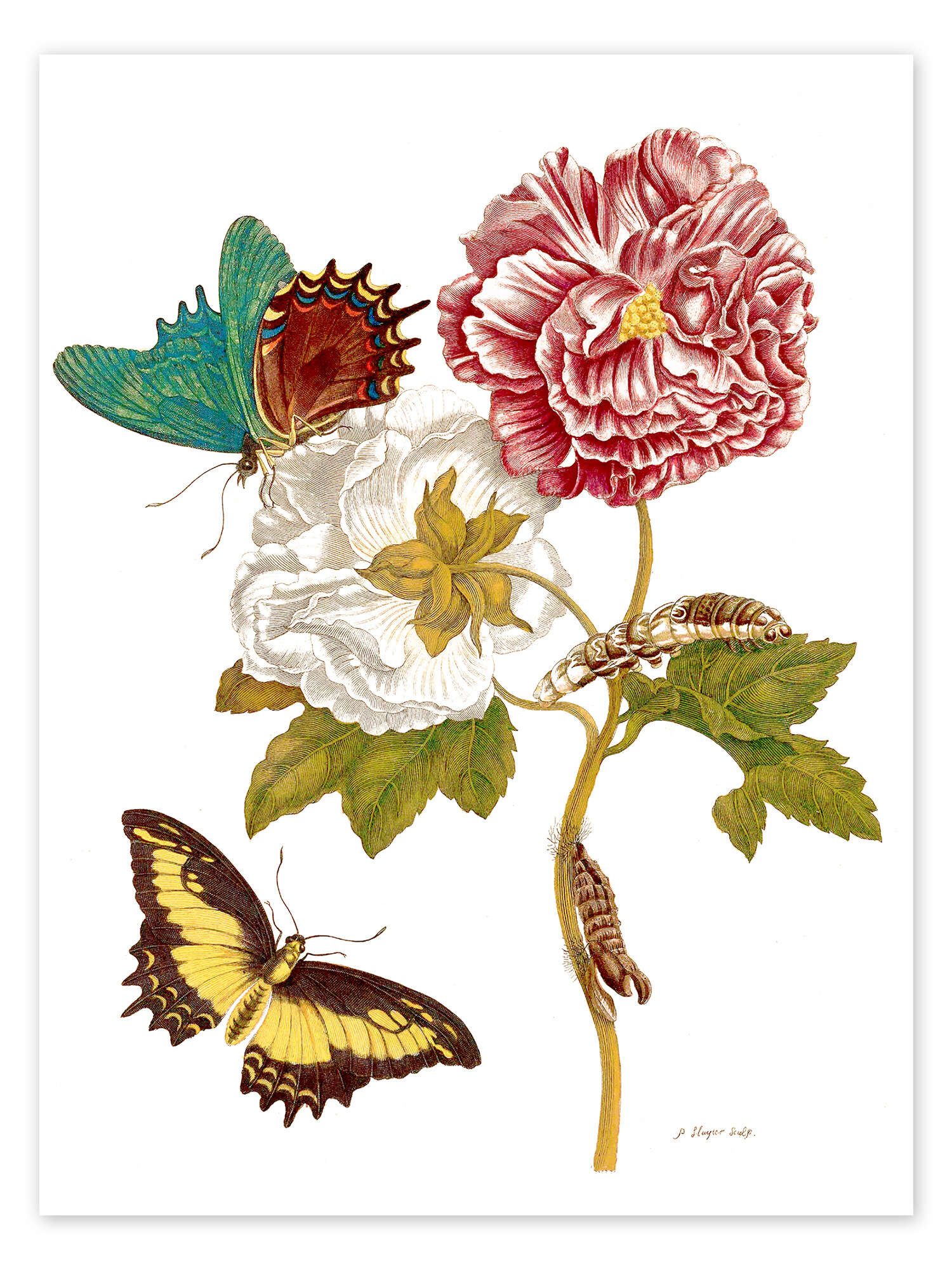 Posterlounge Wandbild Rosen mit Lepidoptera Metamorphose, Maria Sibylla Merian, erhältlich als Poster, Leinwandbild, Wandsticker oder Acrylglasbild