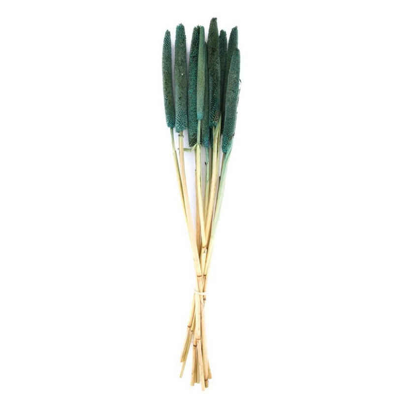 Trockenblume Perlhirse grün - Babala - Pennisetum Glaucum - 70x15x5 cm - 10 Stück, DIJK
