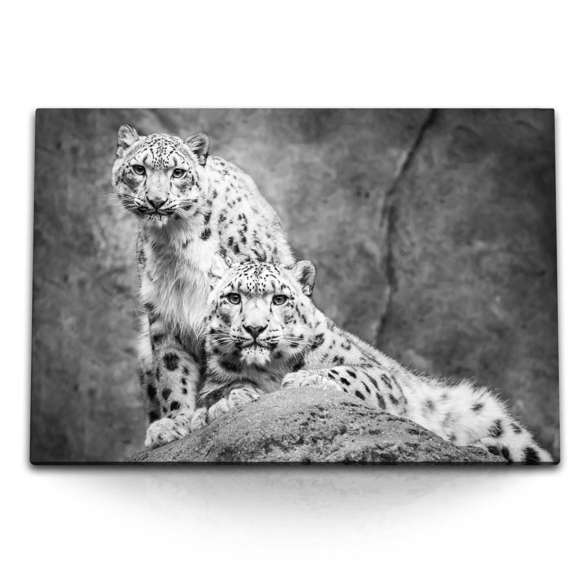 Leinwandbild 120x80cm Wandbild auf Leinwand Zwei weiße Schneeleoparden Schwarz Weiß