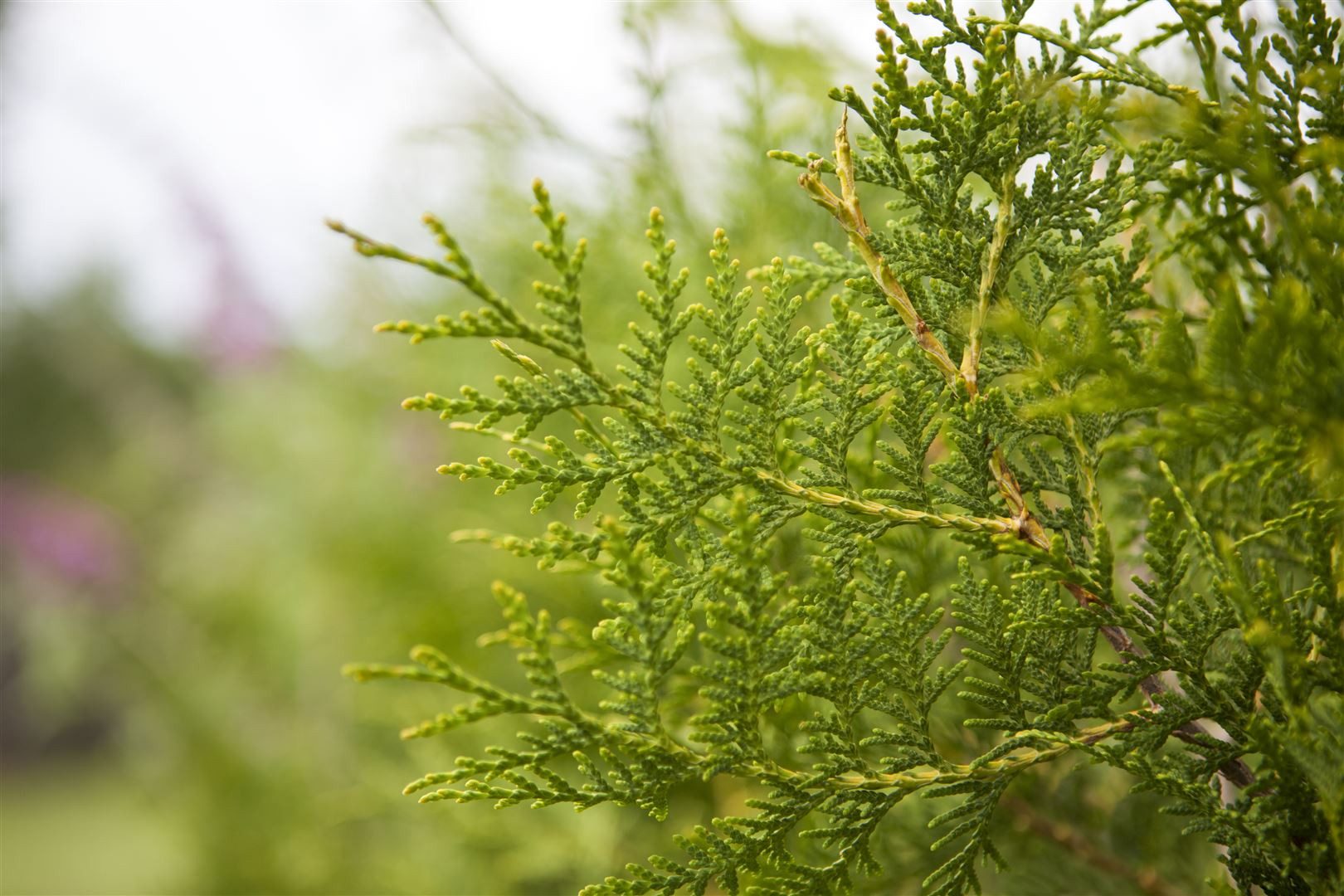 Pflanzen für Dich Konifere Thuja occ. King of Brabant, 1 St., Lebensbaum, Abendländischer Lebensbaum, immergrün, schnellwachsend