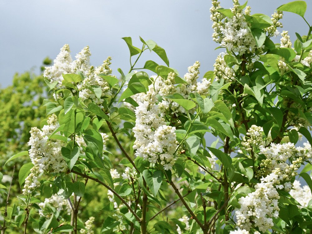Garten von Ehren Zierstrauch Syringa vulgaris Mme Lemoine Containerware 40-60 cm