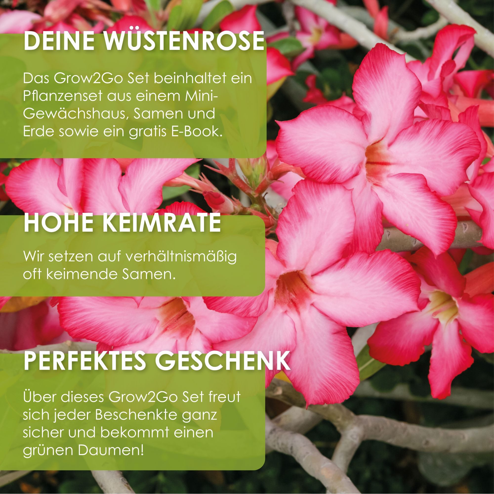 HappySeed Blumensamen Kakteen Starter Kit Anzuchtset -Gewächshaus, Kaktus Samen (Wüstenrose), Kakteen – Bild 5 von 5