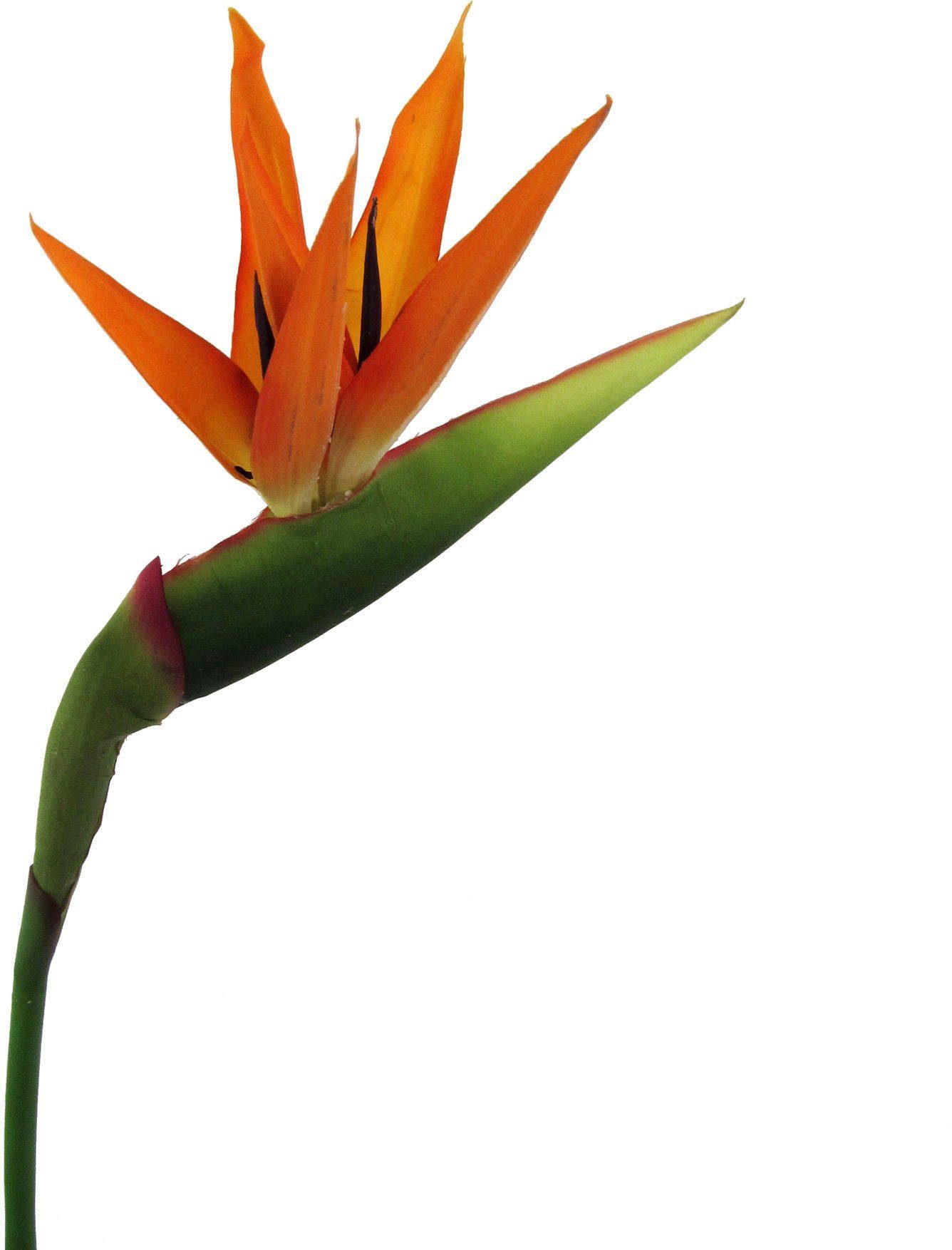 Kunstblume Strelitzie Mohn, Creativ green, Höhe 100 cm günstig online kaufen