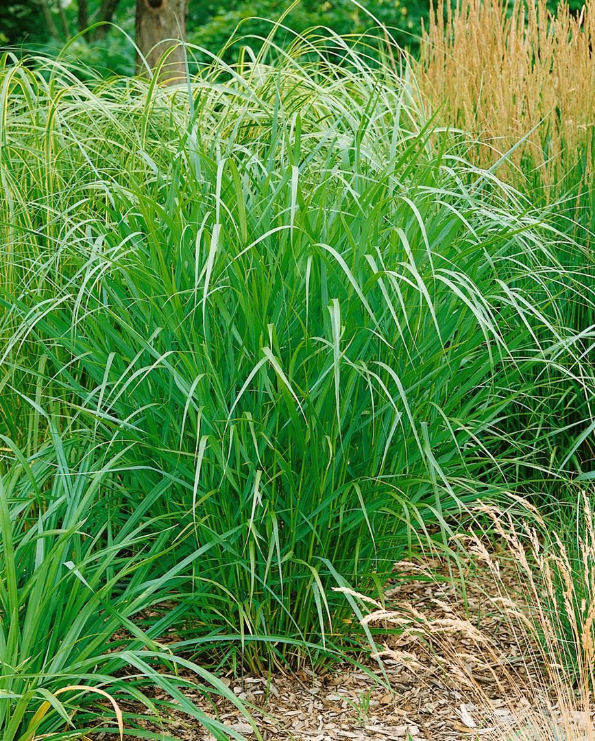 Pflanzen für Dich Gräser Panicum virg. Warrior, 1 St., Rutenhirse, rote Halme, winterhart