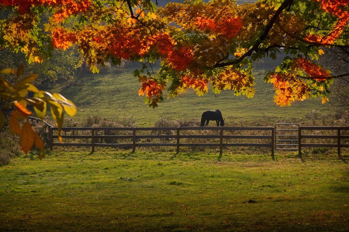 Papermoon Fototapete Pferd auf der Weide