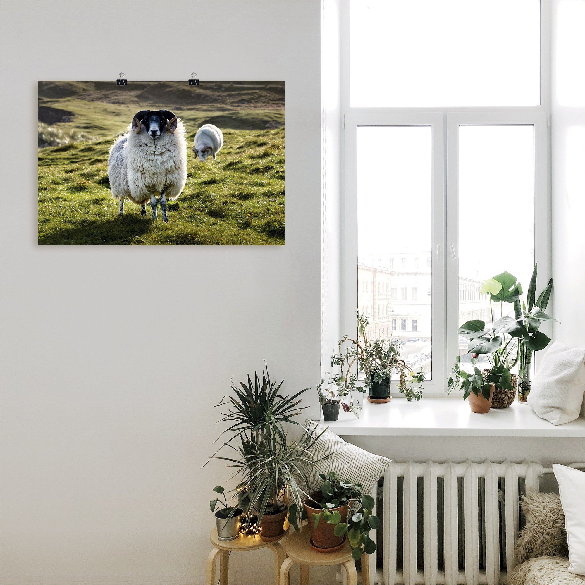 Artland oder Leinwandbild, als versch. (1 St), Haustiere Alubild, Wandbild Schaf, Wandaufkleber Poster Größen in