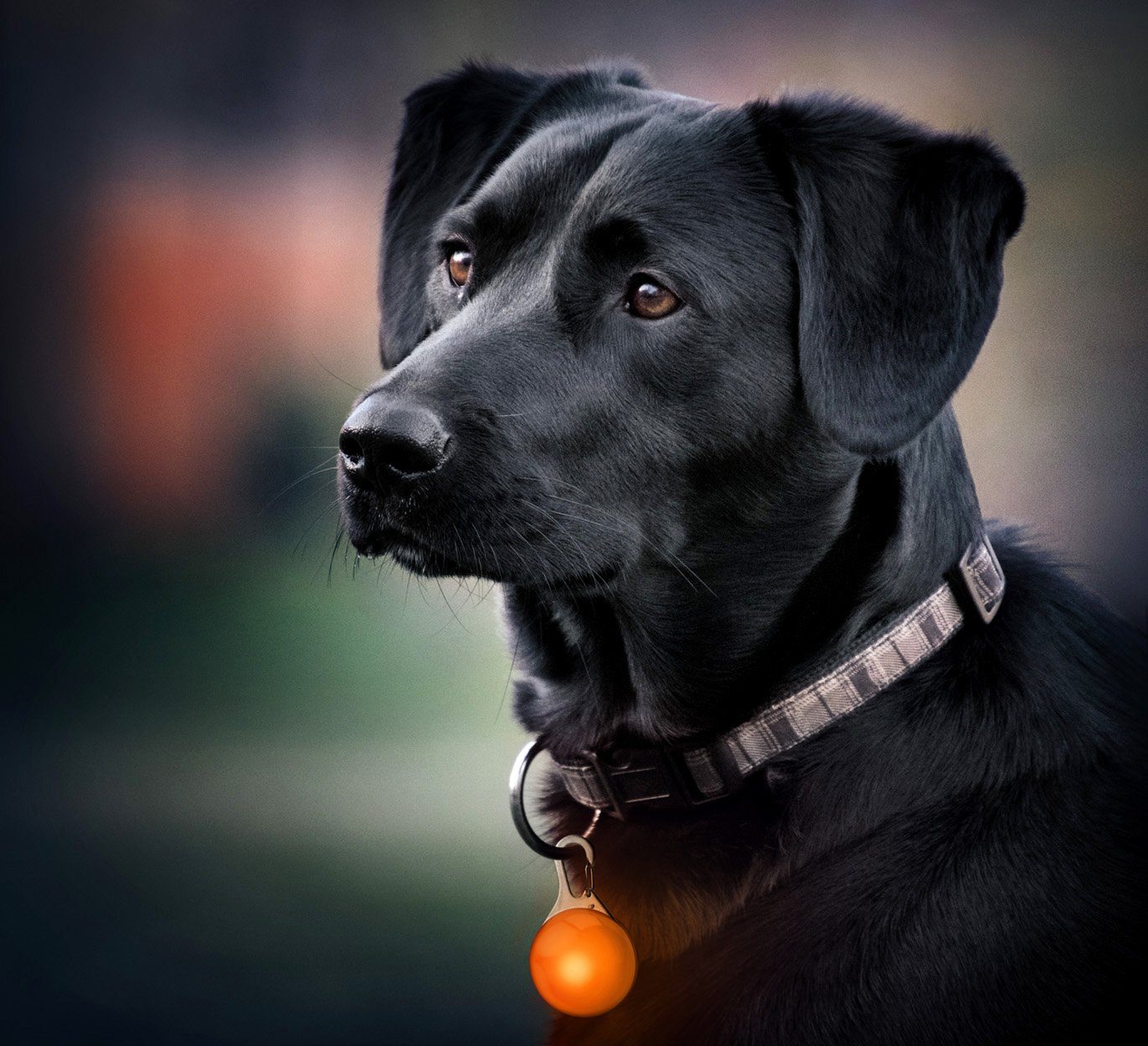 PRECORN Hunde-Sicherheitsgeschirr LED Leuchtanhänger Hunde Halsband günstig online kaufen