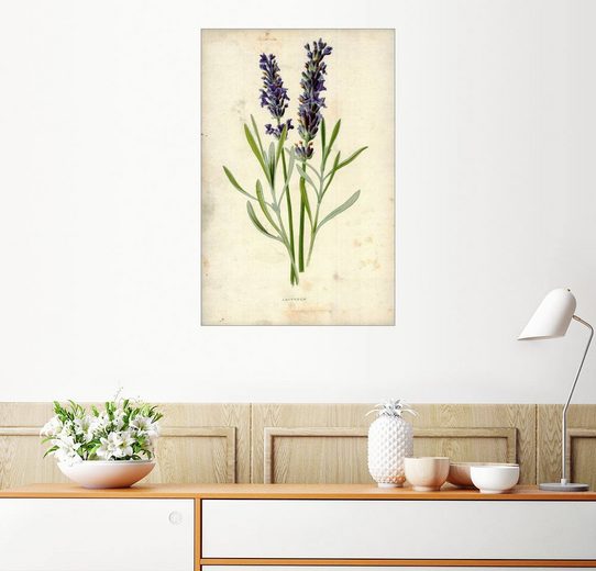 Posterlounge Wandbild, Lavendel, UV-beständiger Druck hinter Acrylglas