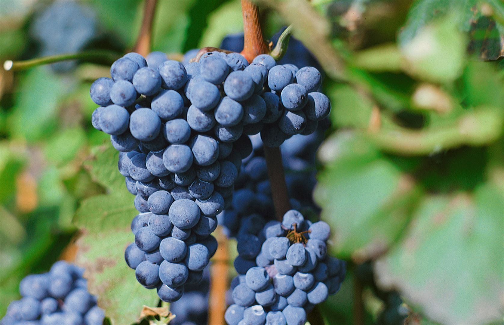 Pflanzen für Dich Obstpflanze Vitis vinifera 'Regent', 1 St., Regent-Rebe, Regent-Traube, Weinrebe, rotblau, pilzresistent – Bild 3 von 4