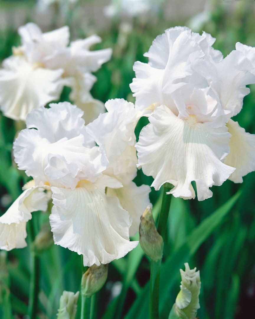 Pflanzen für Dich Staude Iris barb. Constance Wattez, 1 St., Bart-Iris, Schwertlilie