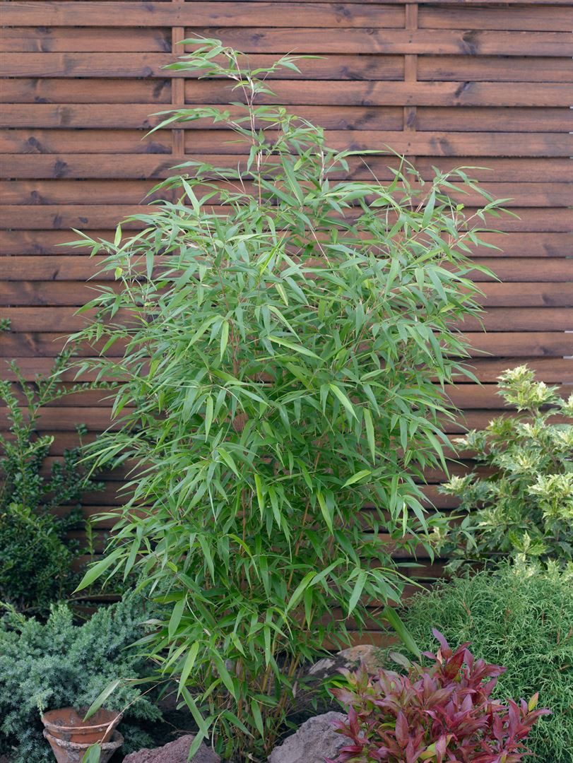 Pflanzen für Dich Gräser Phyllostachys aureos. Aureocaulis, 1 St., Gelber Fargesia-Bambus, Gelber Bambus, gelbe Halme, winterhart