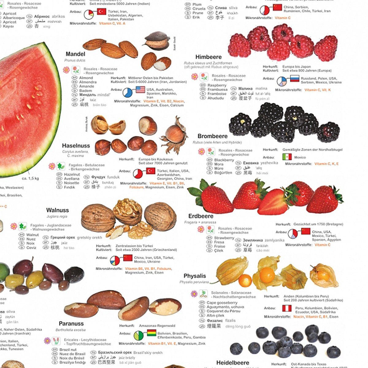 Close Up Poster Obst und Nüsse Poster deutsch DIN A1 59,4 x 84,1 cm