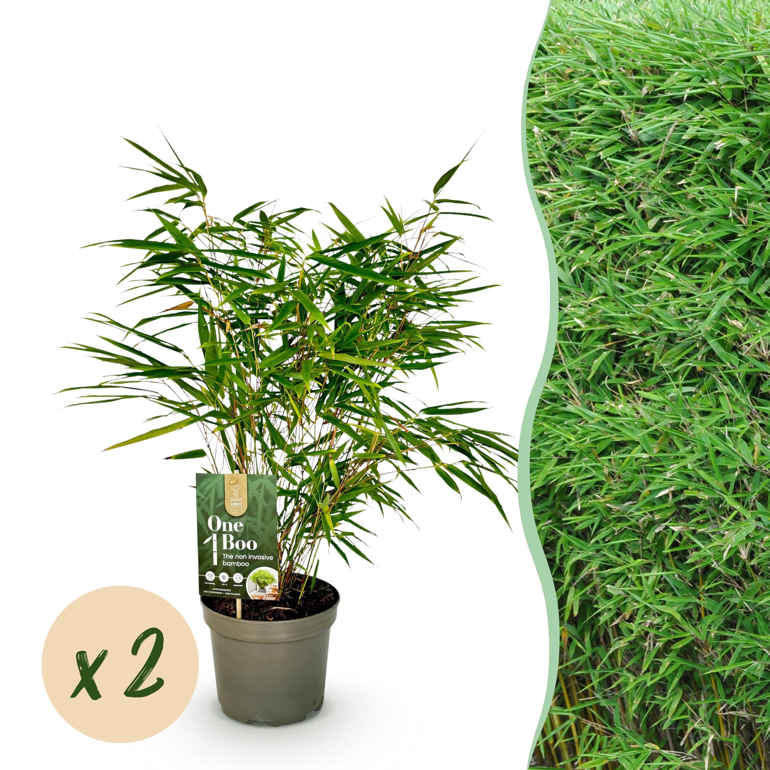 Exotenherz Kübelpflanzen Exotenherz Bambus - Fargesia rufa - Grün - 2er Set 17cm Topf Höhe 60cm