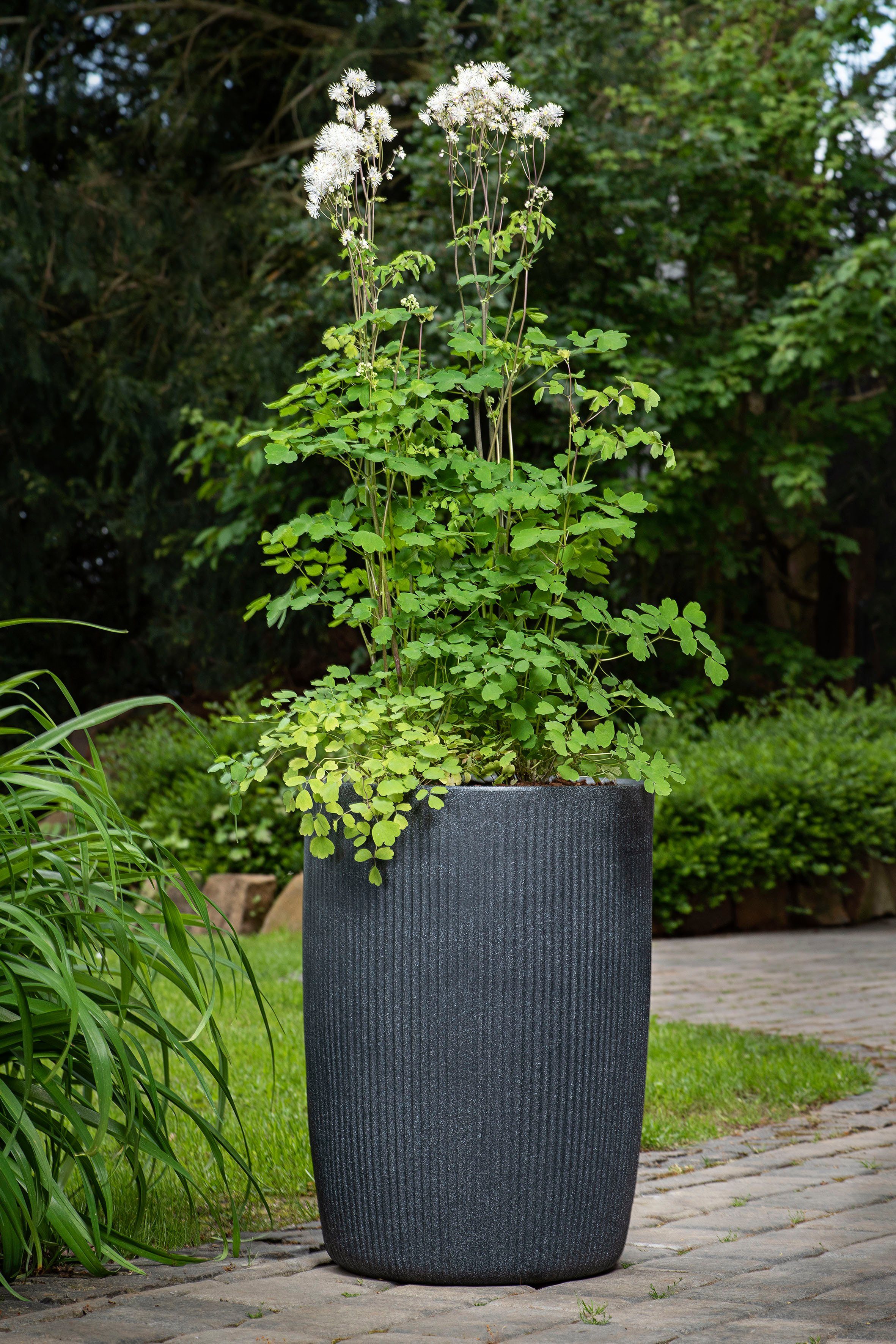 Scheurich Blumentopf 54/260 linetto high günstig online kaufen