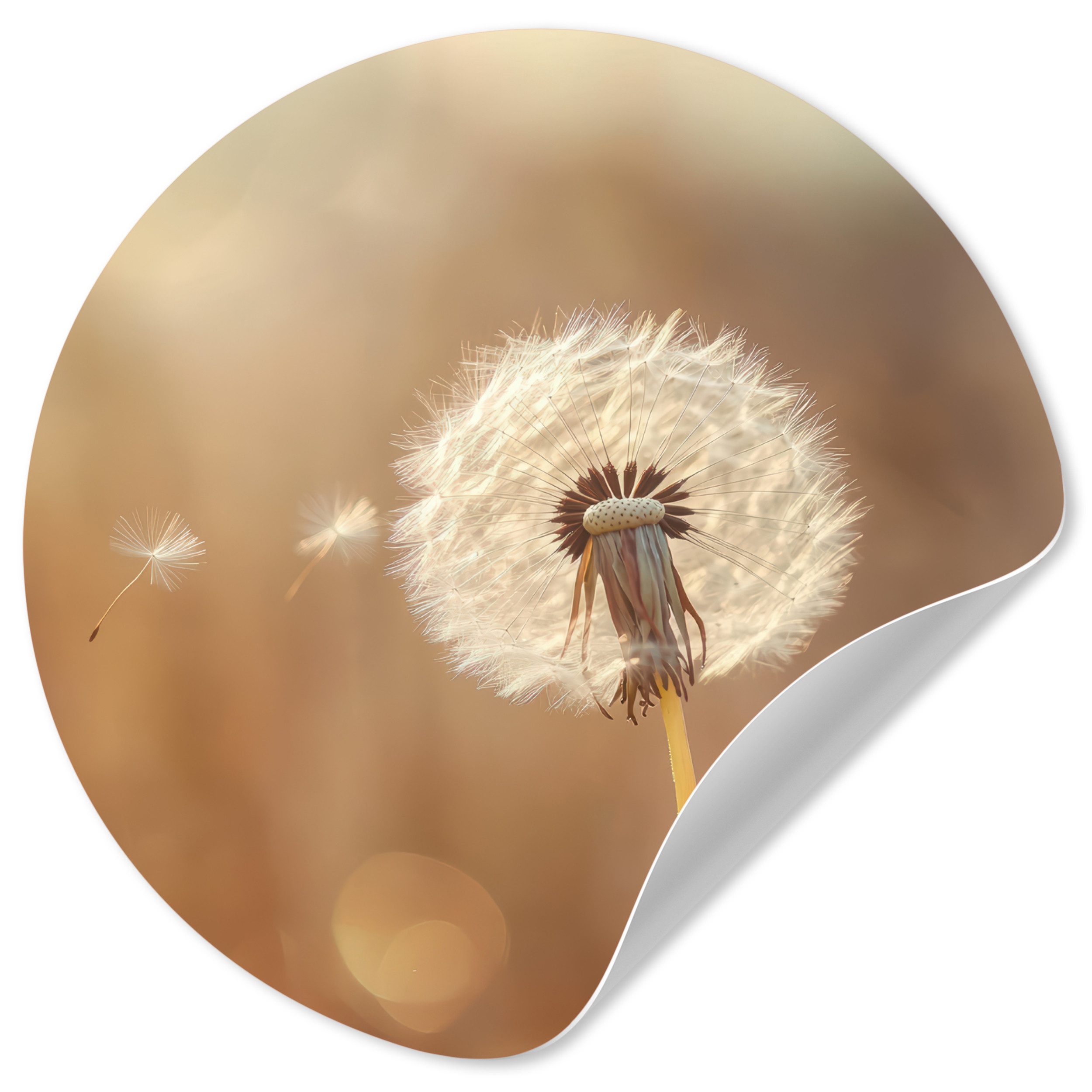 MuchoWow Wandsticker Löwenzahn - Beige - günstig online kaufen