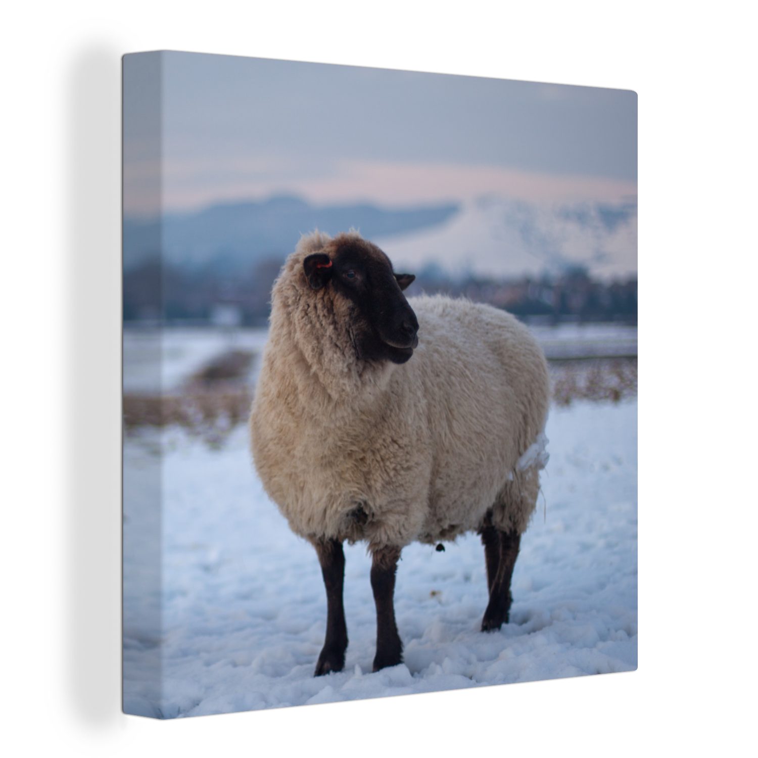 OneMillionCanvasses® Leinwandbild Schaf - Schnee - Berg, (1 St), Leinwand Bilder für Wohnzimmer Schlafzimmer