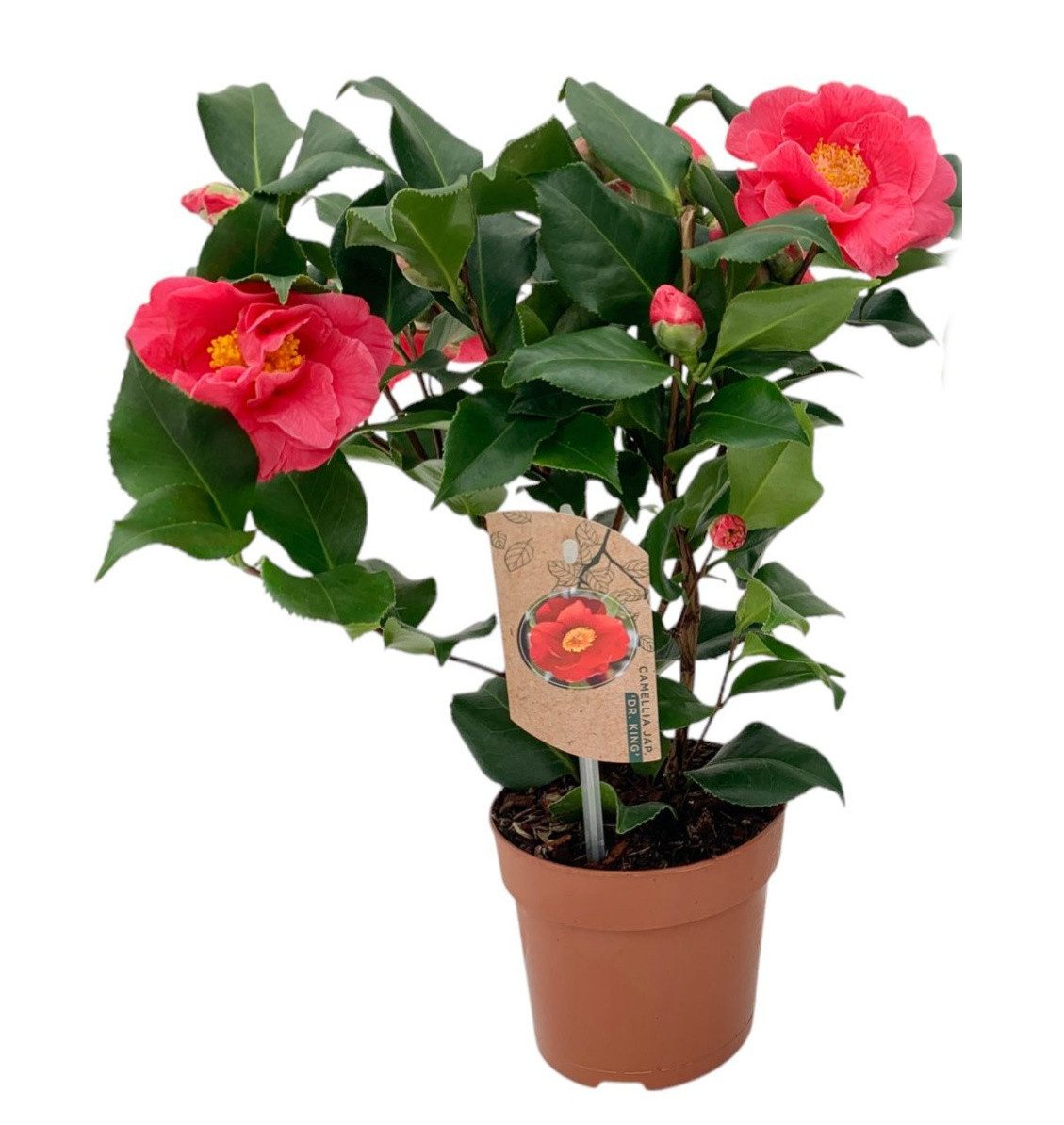 meinvipshop Topfpflanze Kamelie rot 40cm